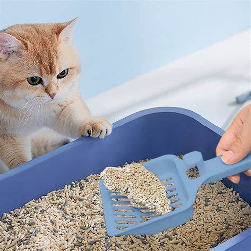 Arenero con arena y pala higiénica