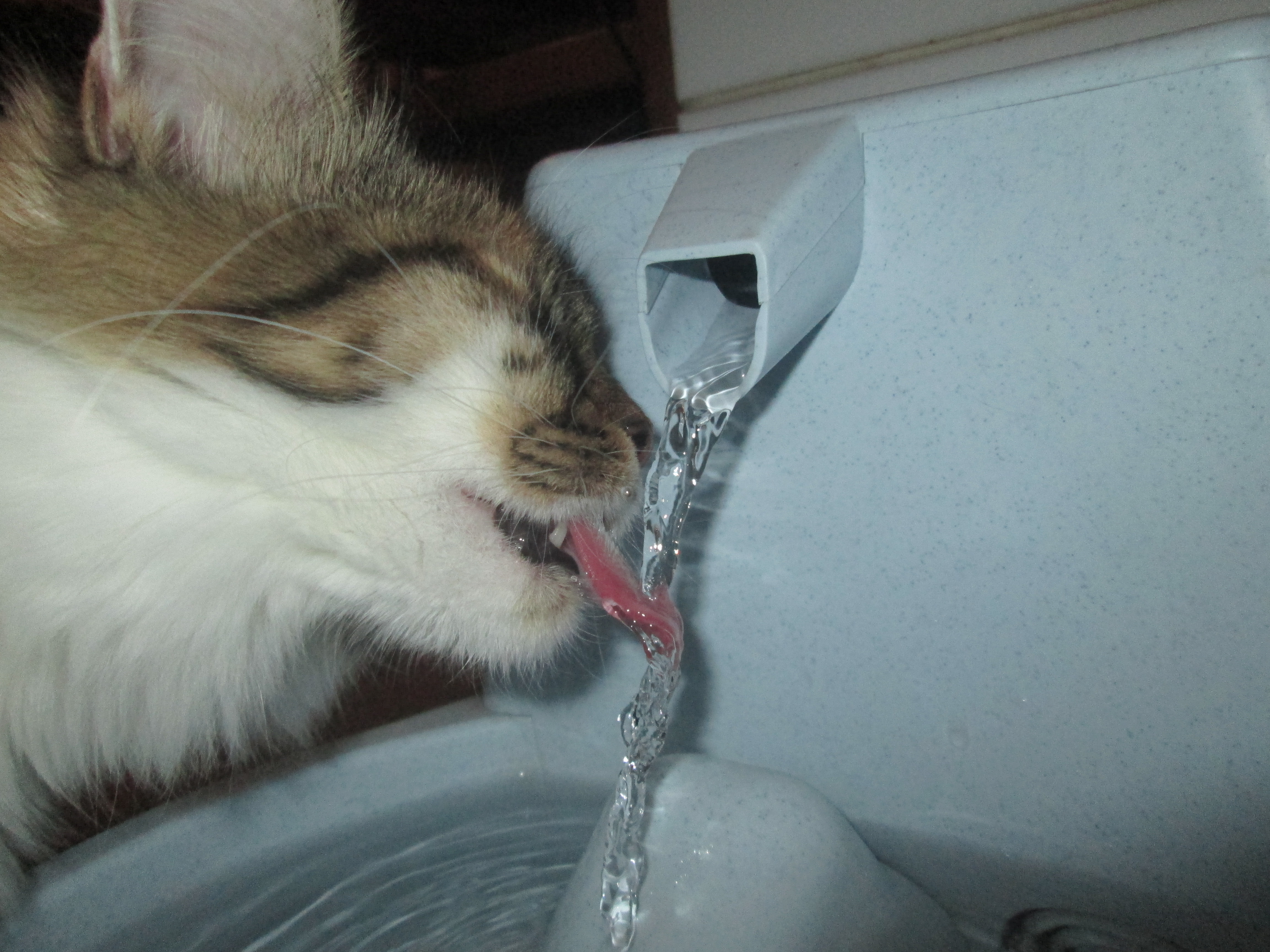 Gato bebiendo agua