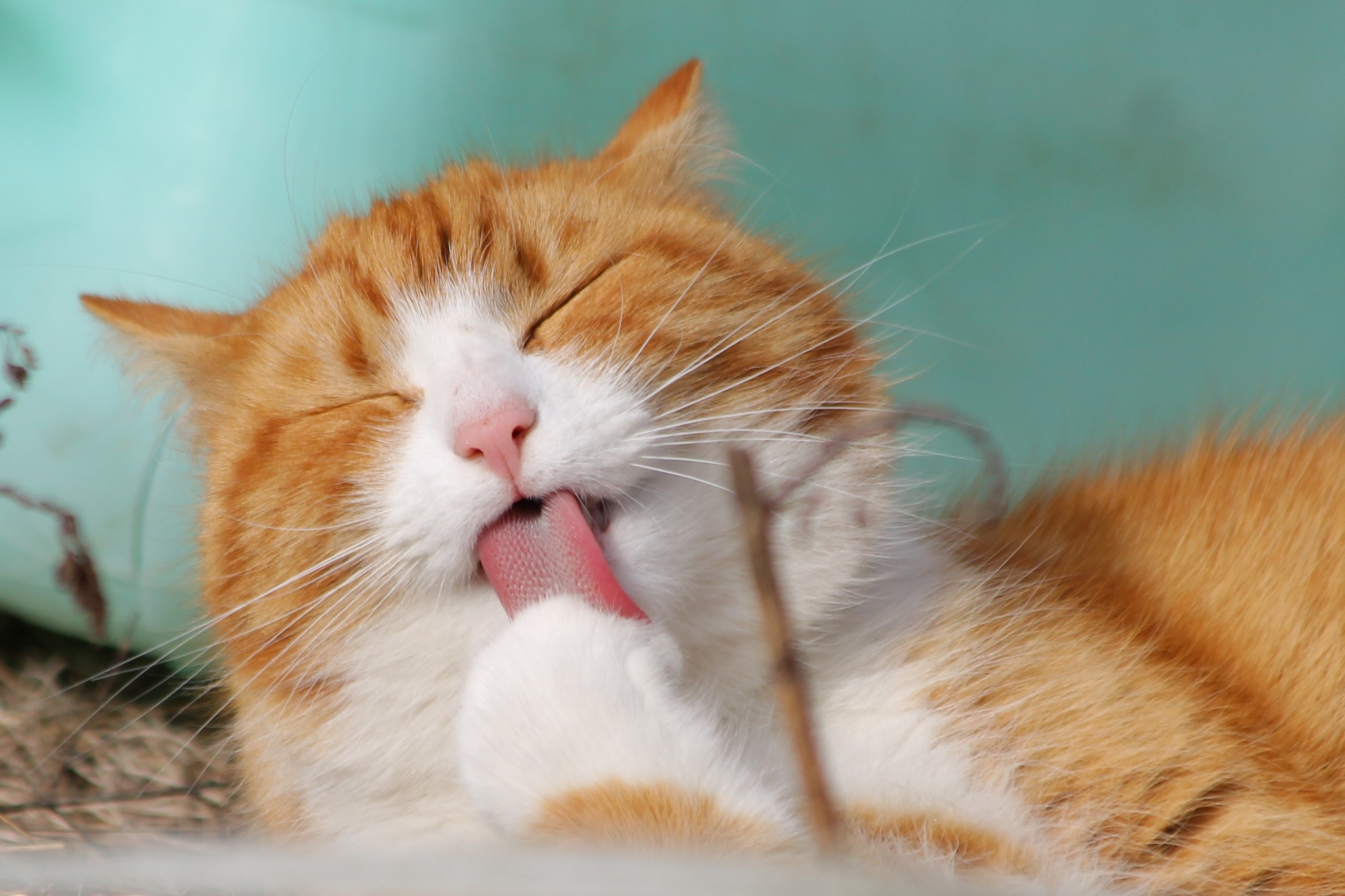 Gato realizando acicalamiento del pelaje