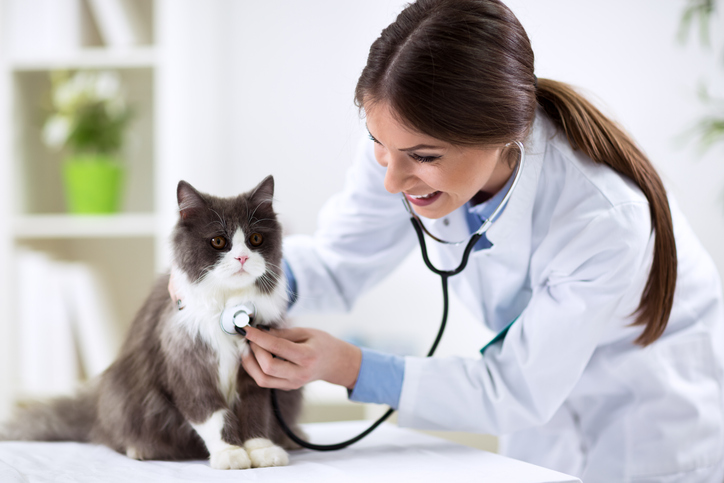 Gato en revisión veterinaria